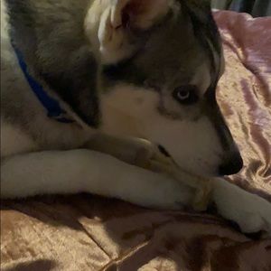 Meet your Posher, James